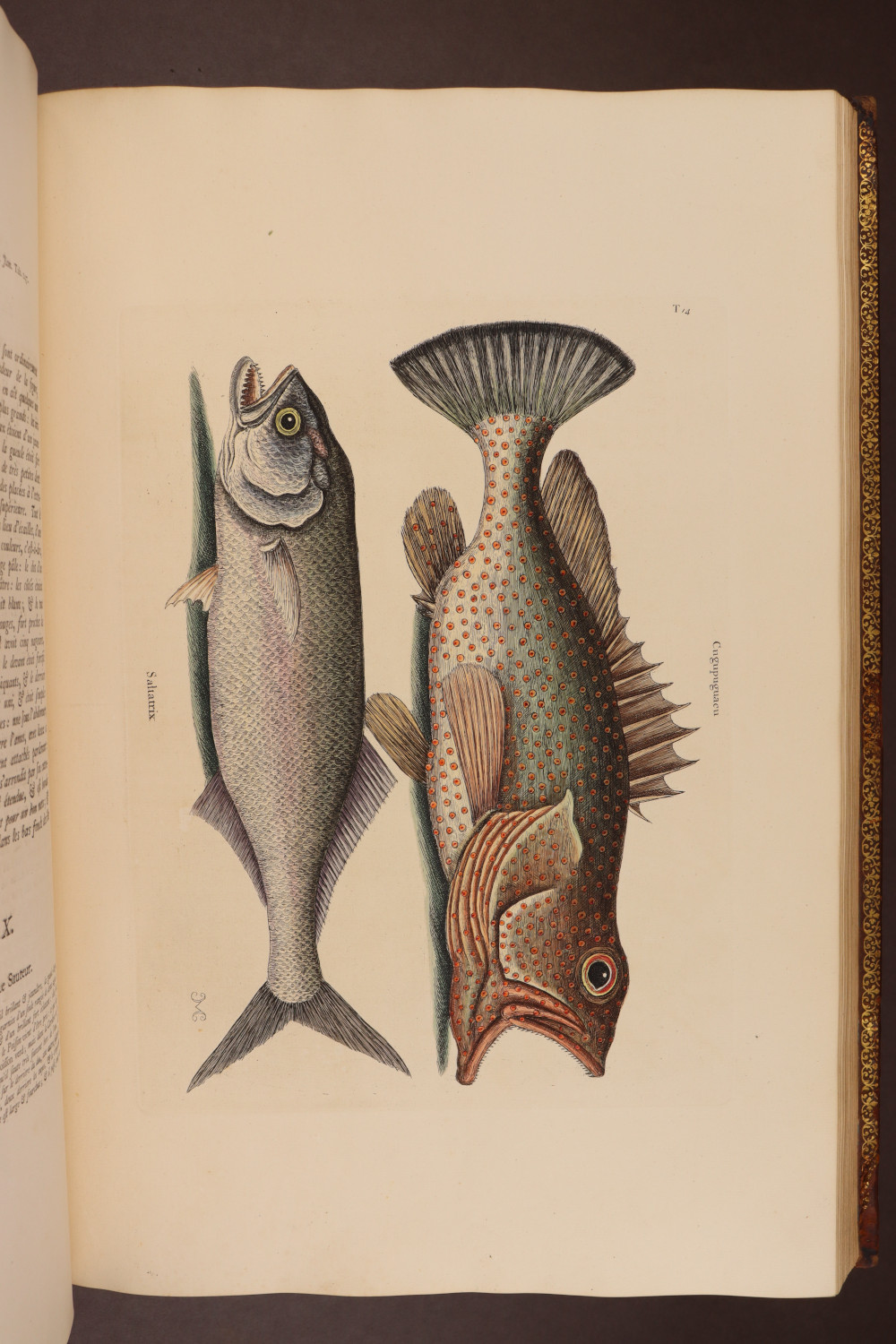 Plate 14